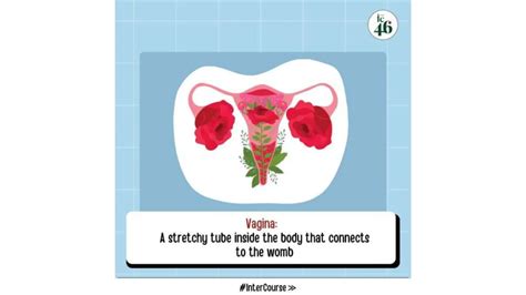 Vulva vs. Vagina: Know The Difference | PPTX