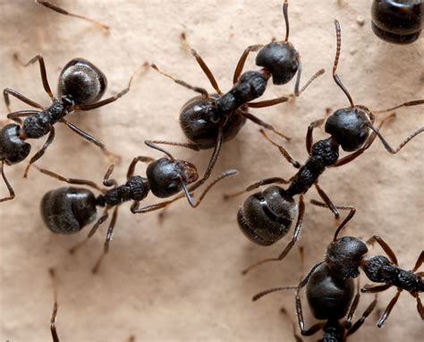 8 Types of ANTS found in Oregon! - Bird Watching HQ