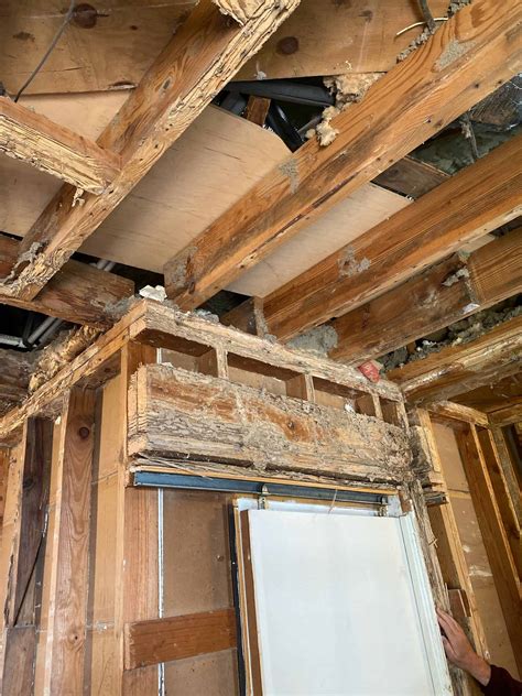 Termites In Ceiling Joists | Shelly Lighting