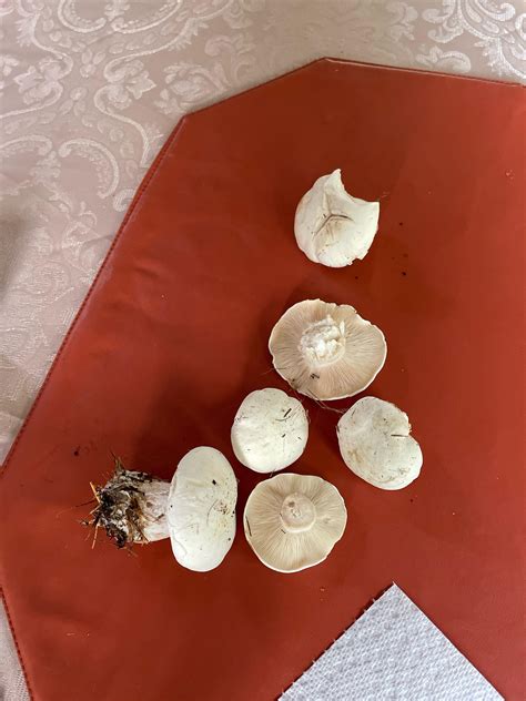 Growing under my white pines. Edible? Thanks in advance! : r/foraging