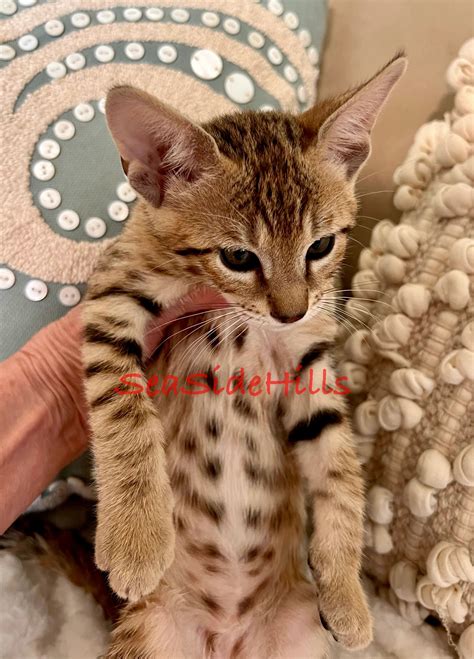 F2 and F3 Savannah cats for sale