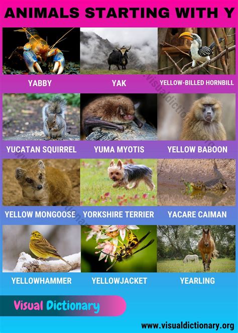 Animals that Start with Y in English - Visual Dictionary