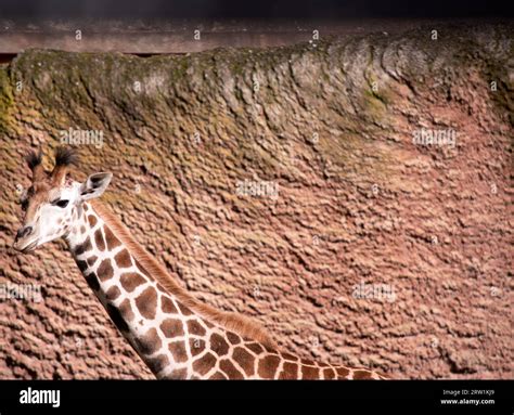 The giraffe is the tallest of all mammals. The legs and neck are ...