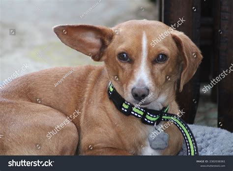 Dachshund Mix Breeds