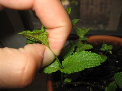 Nip it in the bud - The Quotable Coach %The Quotable Coach