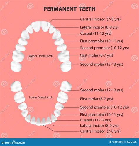 Anterior teeth definition | types of tooth anatomy – FIOGN