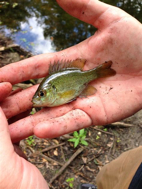 Baby Smallmouth Bass