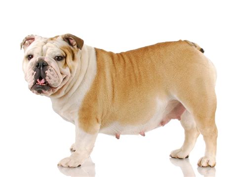 Canine Pregnancy | South Seattle Veterinary Hospital