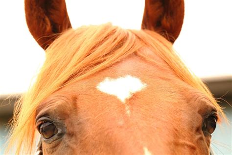 Horse Face Markings Star