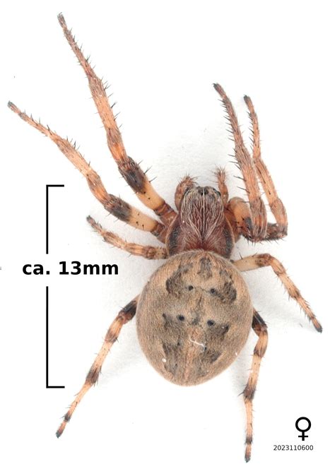 Common Spiders Of North Carolina North Carolina Spider Photos