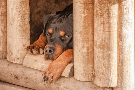 Cute Rottweiler Puppy Names