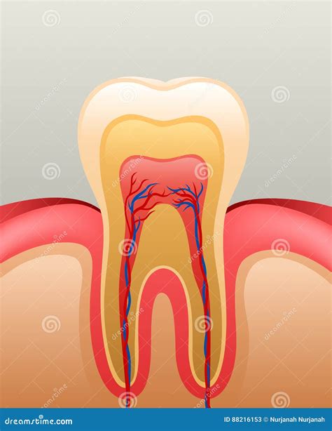 Tooth Gums Illustration Cartoon Vector | CartoonDealer.com #221380965