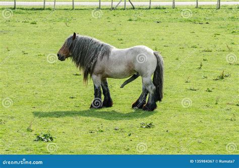 Belgian Heavy Horse or Brabancon with Big Penis on Green Meadow Stock ...
