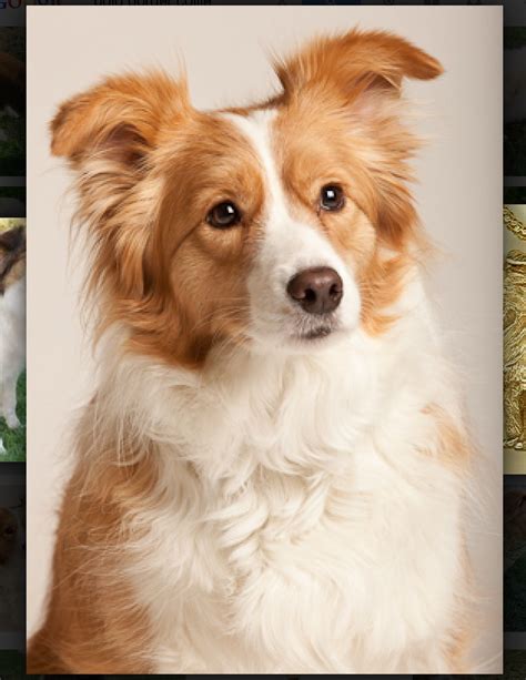 Golden Border Collies