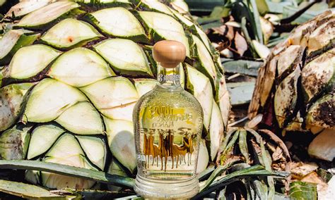 organic blanco shot in agave | 3 Amigos Tequila