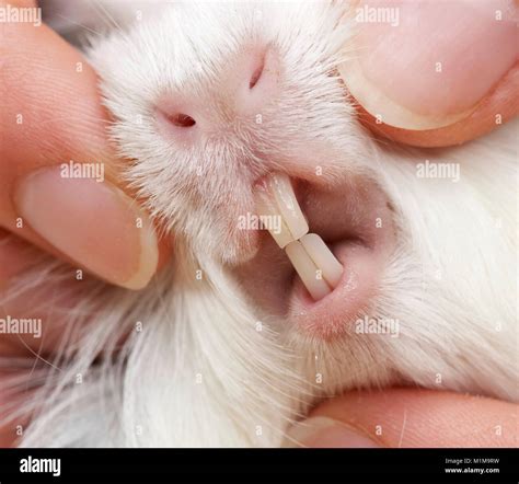 Pet guinea pig teeth hi-res stock photography and images - Alamy
