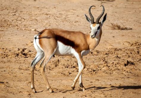 Meet the Springbok | South Africa's National Animal