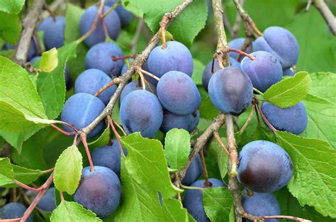 Dwarf Damson Plum - PlantNet® Australia