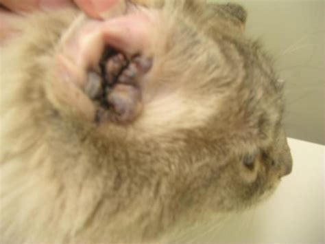 Epidermal and Hair Follicle Tumors in Animals - Integumentary System ...