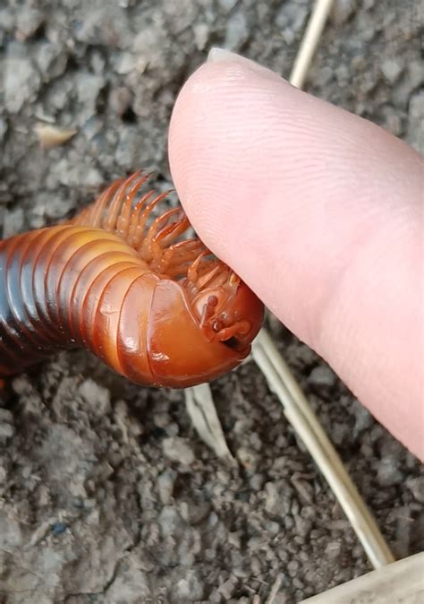 Is this an act of defence biting? Or just hungry or smt? google say ...