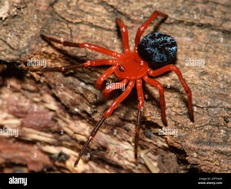 Black spider hi-res stock photography and images - Alamy