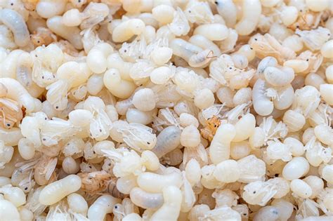 Premium Photo | Close up of Ant eggs and Larvae They are soft white ...