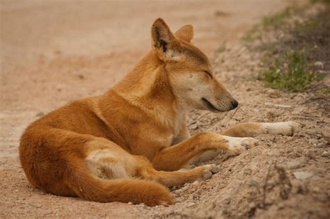 Download Australian Wild Dog Animal Dingo HD Wallpaper