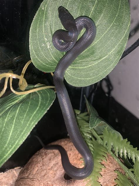 Recently picked up this Black African House Snake! Such an under-rated ...