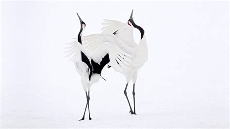 Japanese Crane Birds Wallpapers - Top Free Japanese Crane Birds ...