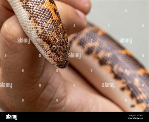 Boidae Snake High Resolution Stock Photography and Images - Alamy