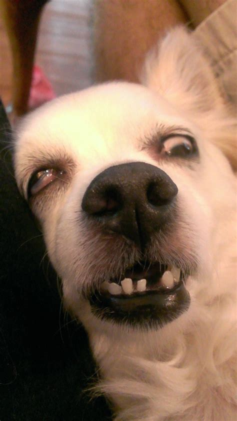 Dog Memes Funny Face | cartaalosnodocentes