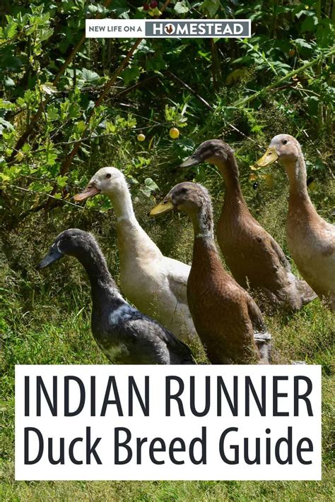 Indian Runner Duck Breed Guide - Start Here • New Life On A Homestead
