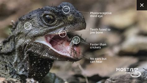 New Zealand has the most ancient lizard