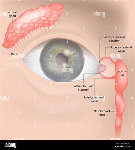 Lacrimal Apparatus system. Nasolacrimal duct, Lacrimal sac, Sacrimal canals, Lacrimal punctums ...