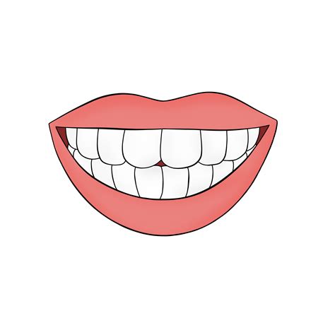 Parts Of The Human Tooth
