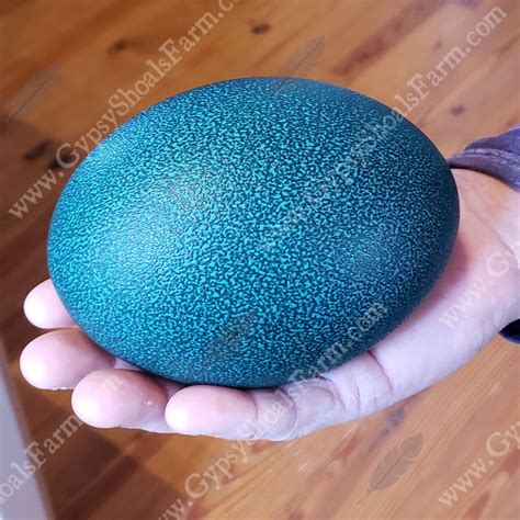 How To Incubate and Hatch Emu Eggs – Gypsy Shoals Farm