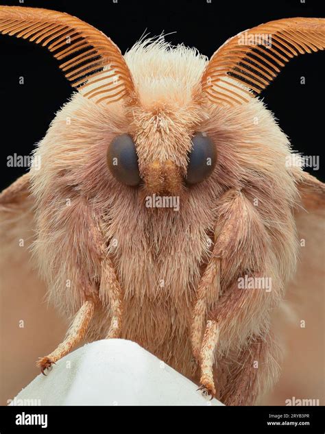 Plumose antennae hi-res stock photography and images - Alamy