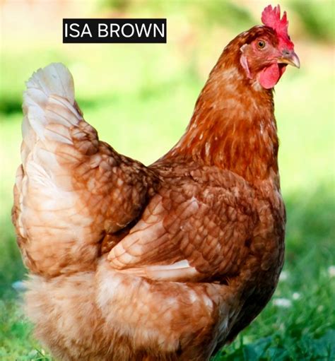 Isa Brown Chicken | Isa brown chickens, Chicken breeds, Farm life