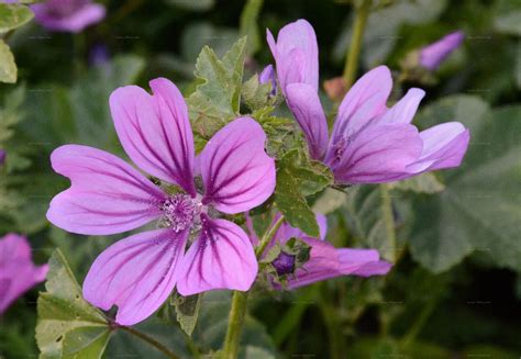 Suche nach Arten - Wald-Malve (Malva sylvestris L.)