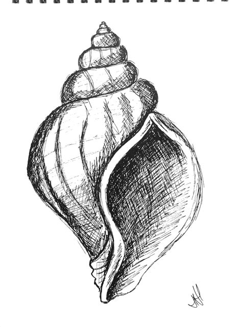 Pen drawing of a shell | Art drawings sketches, Cool art drawings, Shell drawing