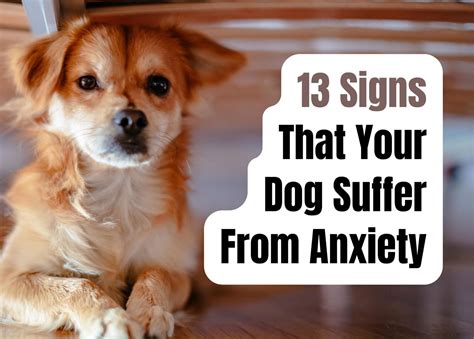 How to Recognize and Alleviate Anxiety in Your Dog: 13 Key Signs