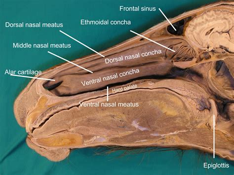 Image:Nasal passages, horse-MSD Veterinary Manual