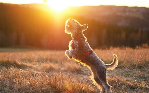 Joyful Schnauzer: HD Wallpaper of a Dog in the Sun
