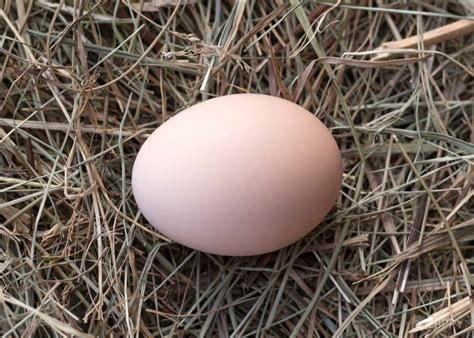 Black Australorp Chicken Breed - What You Need To Know