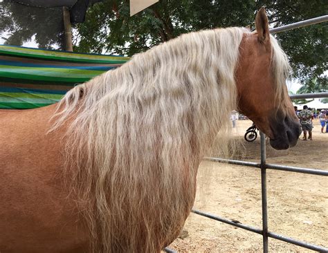 Paso Fino Horse Wallpapers - Wallpaper Cave