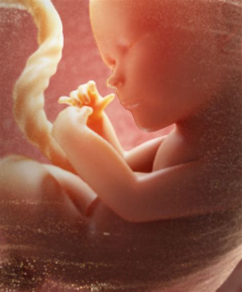 Pregnancy Development in Weeks 32-36 | Gerber