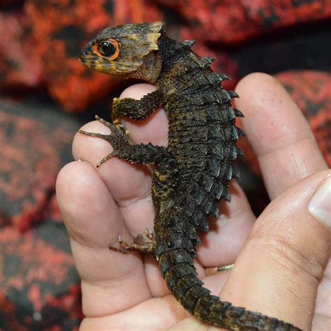 Red Eyed Croc Skinks. They look like baby dragons. | Crocodile skink ...
