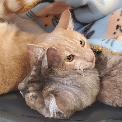 Silverado Veterinary Hospital Tour | Vet Clinic In Napa, CA