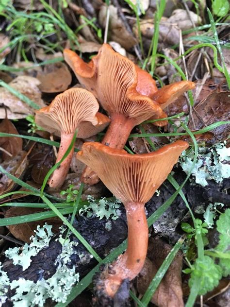 Guide To Candy Caps: The Maple Syrup Mushroom - Mushroom Appreciation