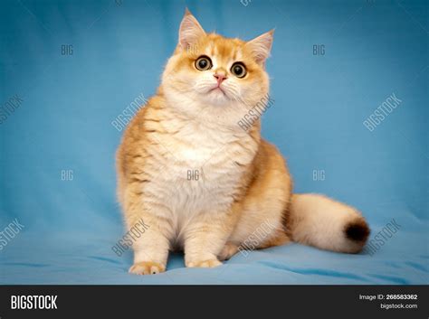 Golden British Cat Image & Photo (Free Trial) | Bigstock
